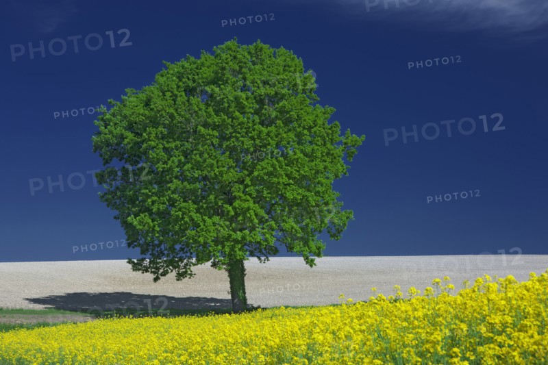 Arbre isolé près d'un champ de colza