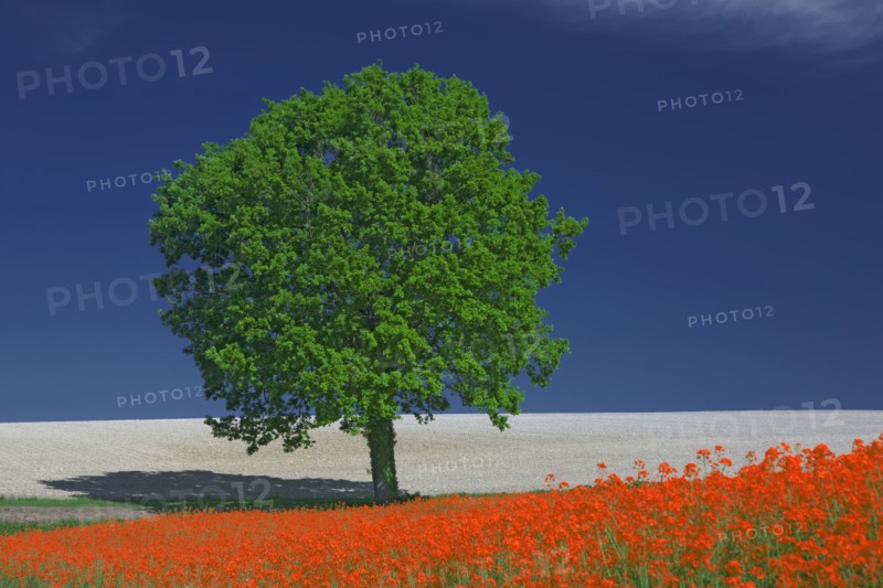 Arbre isolé près d'un champ fleuri