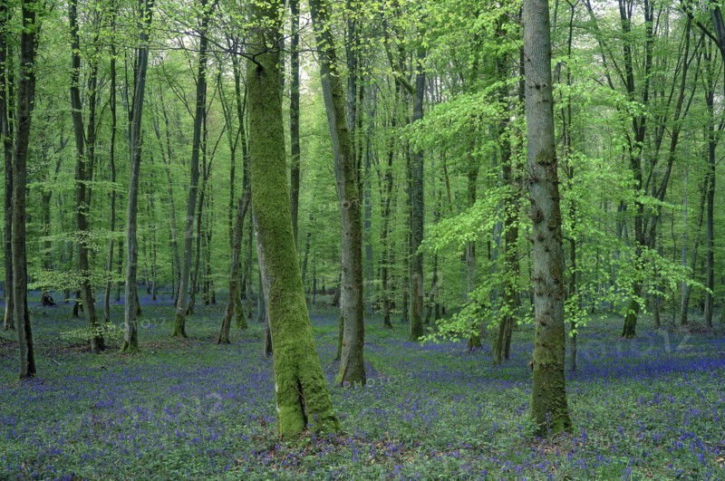 Sous-bois au printemps, Oise