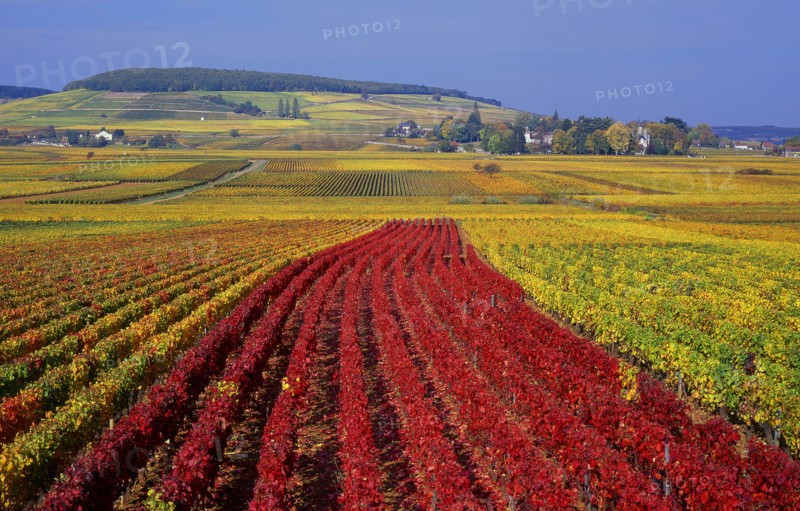 Aloxe-Corton, Côte-d'Or