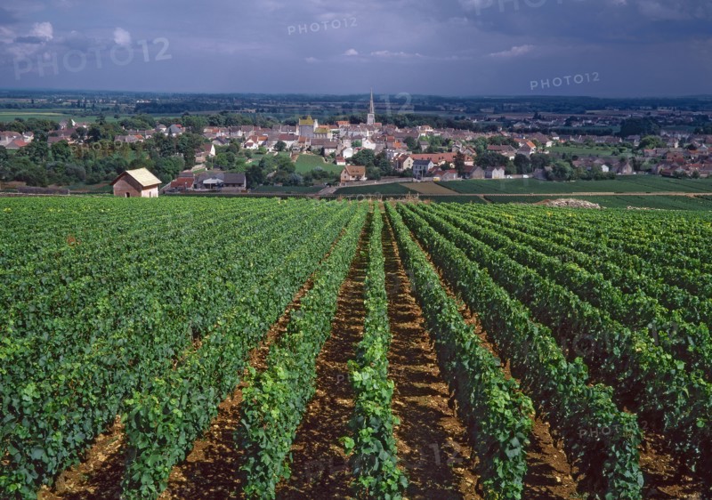 Meursault, Côte-d'Or