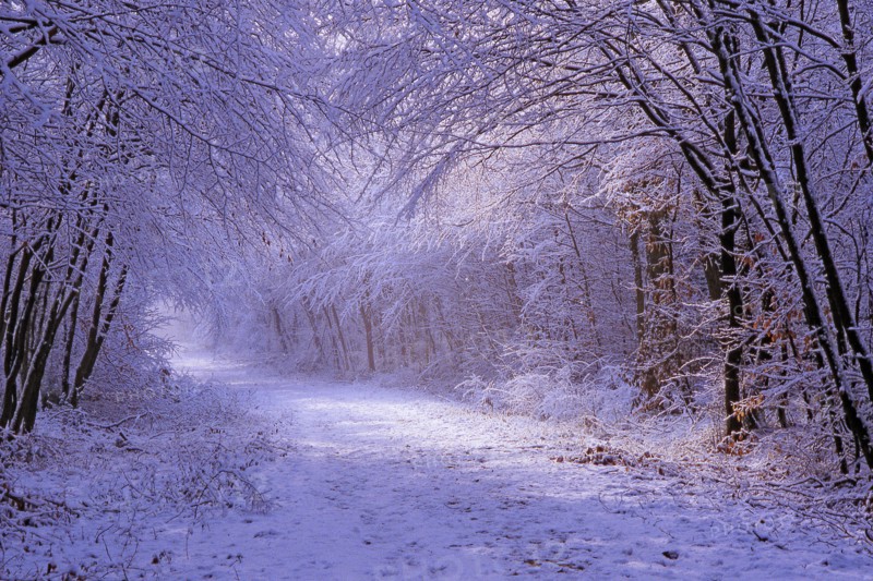 Forêt de Fontainebleau en hiver