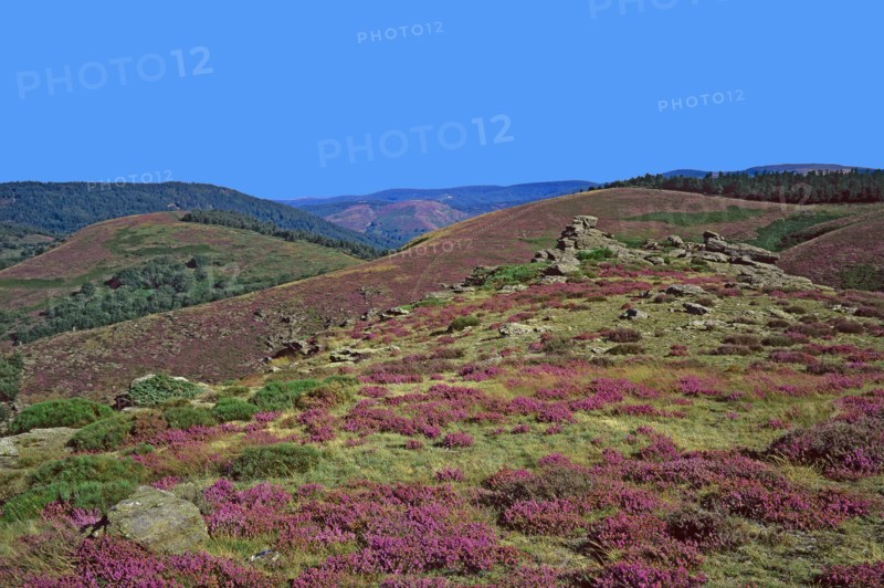 Paysage des Cévennes