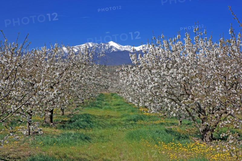 Massif du Canigou, Pyrénées-Orientales