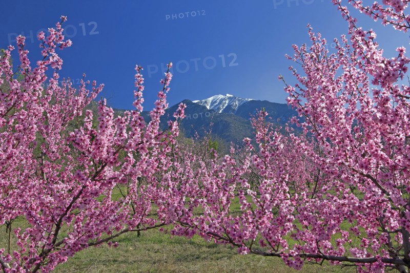 Massif du Canigou, Pyrénées-Orientales