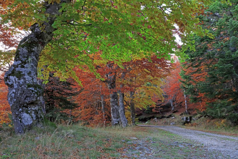 Mont Lozère