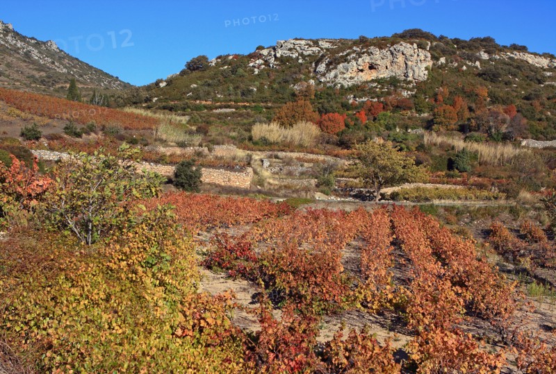Vineyards of the Pyrénées-Orientales