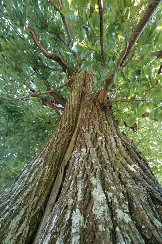 Arbre châtaignier, Lozère