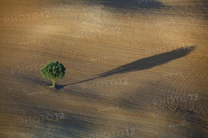 Arbre isolé dans un champ et son ombre portée, Ariège