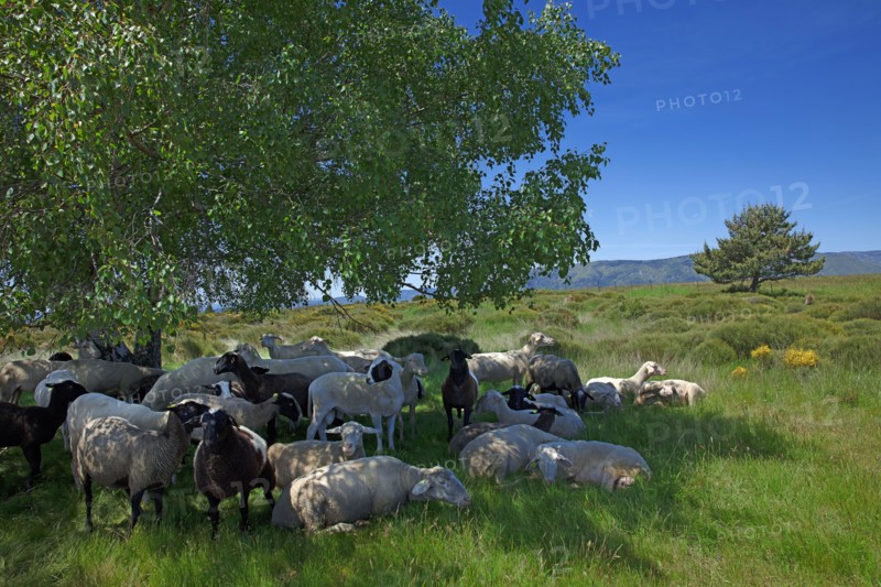 Troupeaux de brebis au repos dans les Cévennes