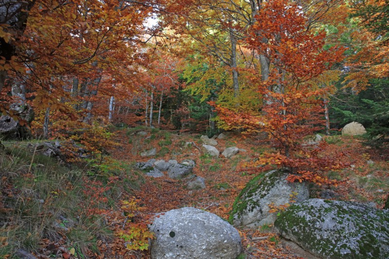 Mont-Lozère, Lozère