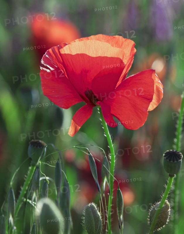 Poppy flower