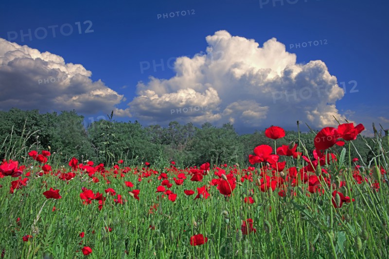 Champ de coquelicots