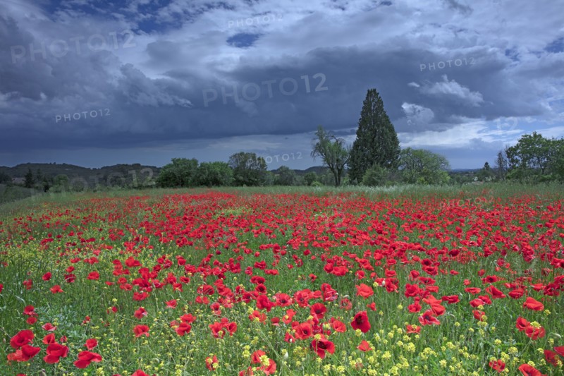 Champ de coquelicots