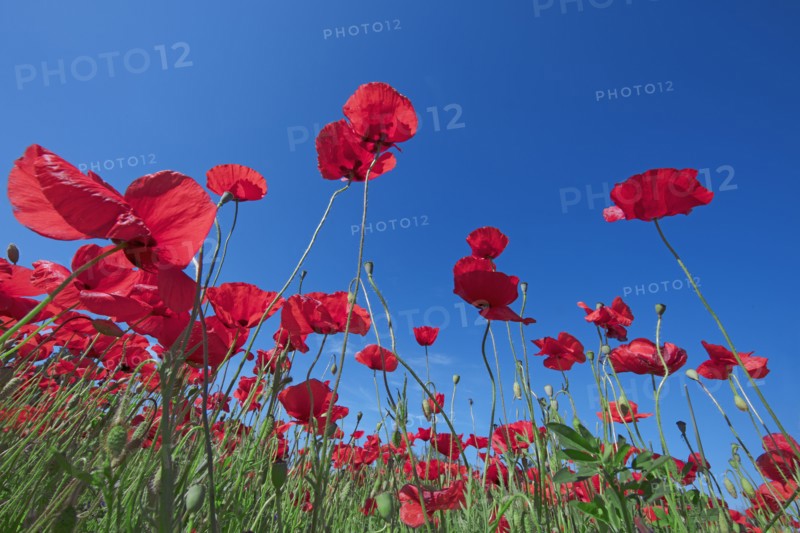 Champ de coquelicots