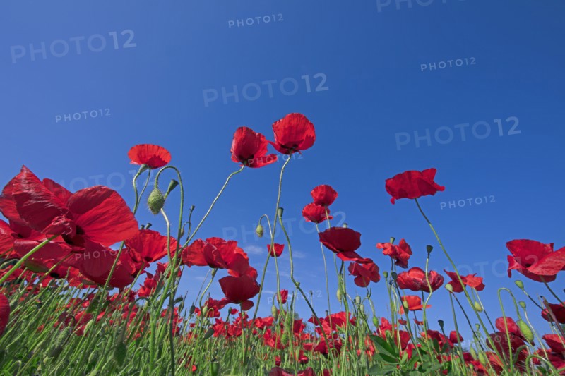 Champ de coquelicots