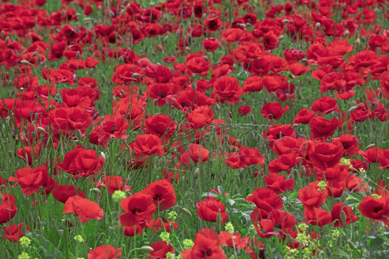 Champ de coquelicots