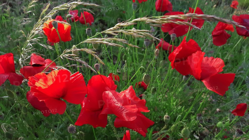 Champ de coquelicots