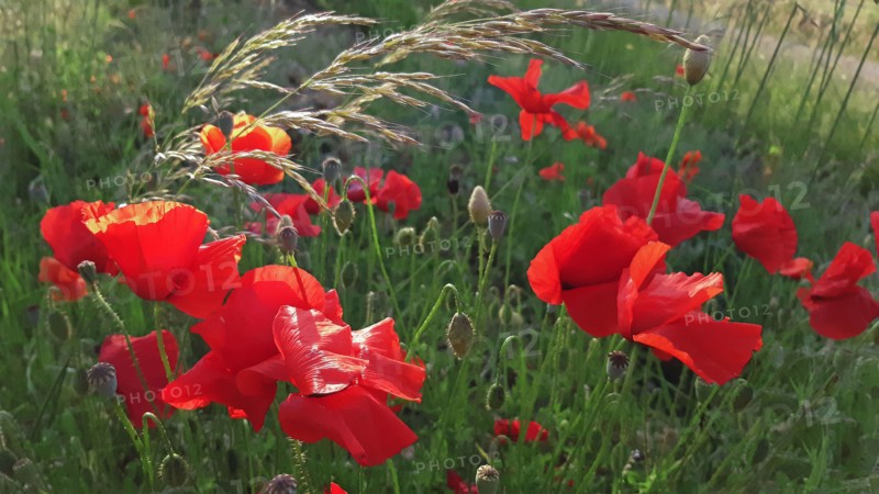 Champ de coquelicots