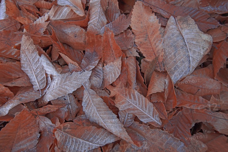 Feuilles de chataignier givrées
