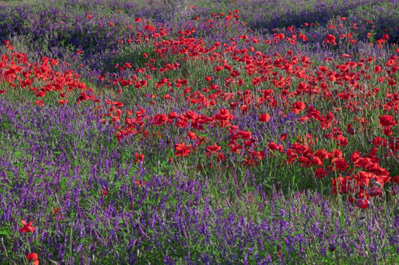 Champ de coquelicots