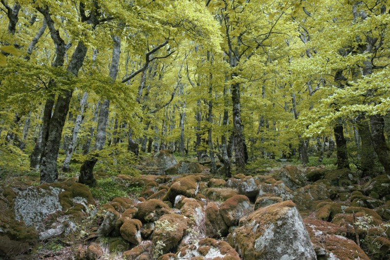 Beech wood, Gard