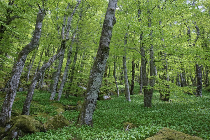 Hêtraie, Gard