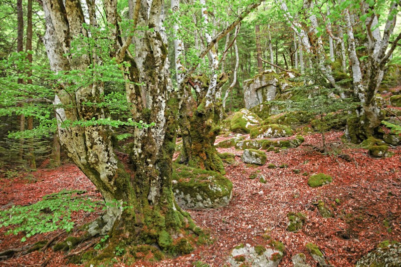 Hêtraie, Gard