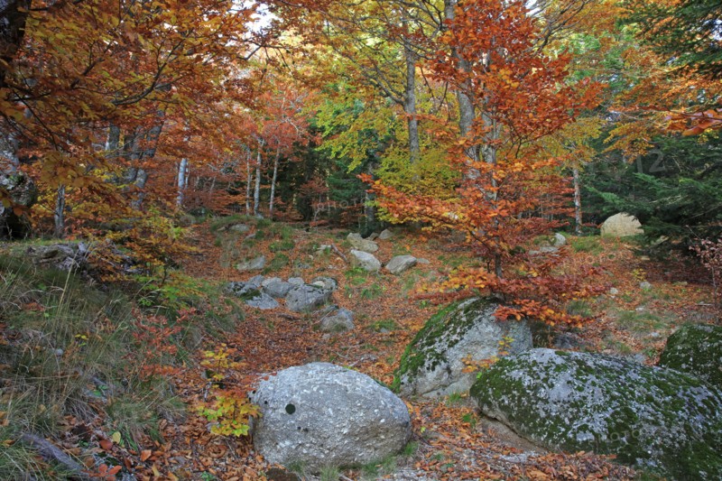 Mont-Lozère, Lozère