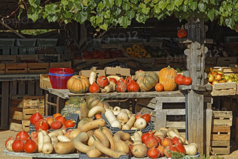 Exposition de cucurbitacées dans le Gard