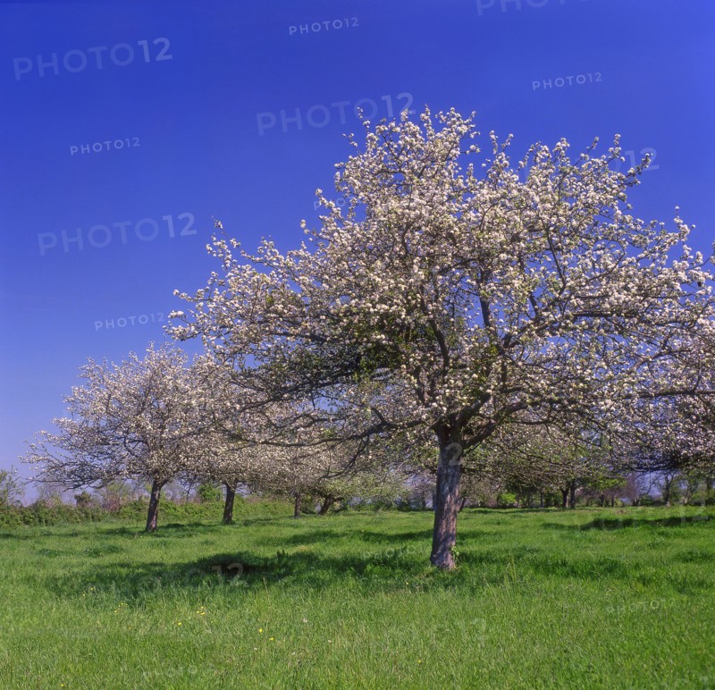 Apple tree in bloom, Calvados