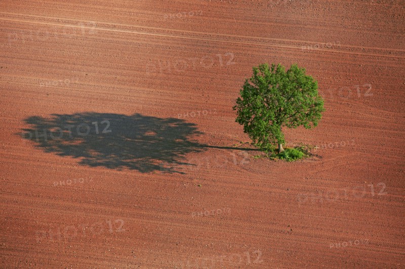 Isolated tree, Indre landscape