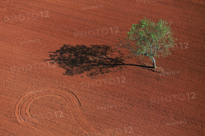 Arbre isolé, paysage de l'Indre
