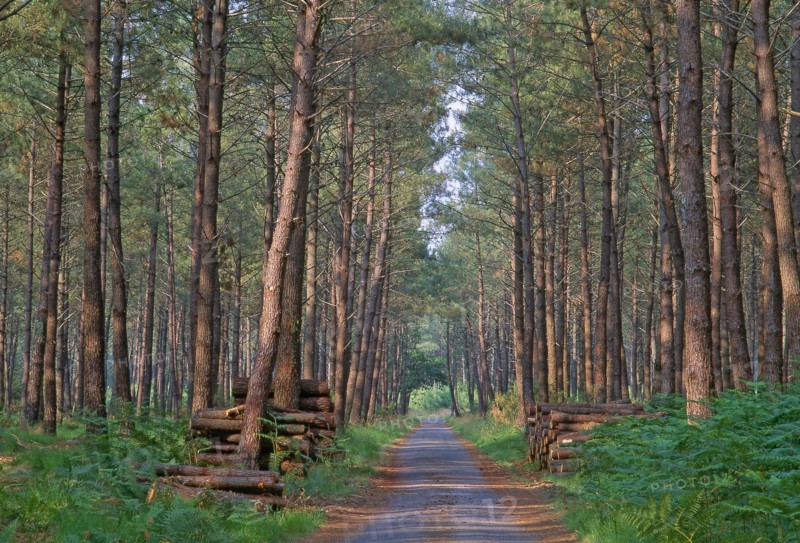 Forestry road in the Landes