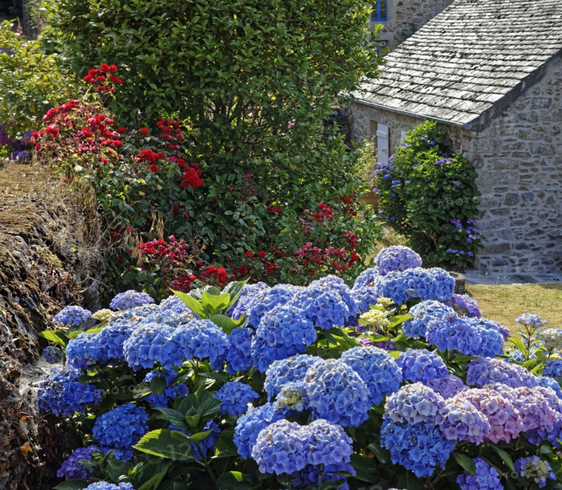 House in bloom, Manche
