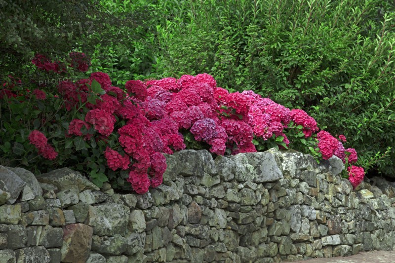 Hortensia massif en fleur, Manche
