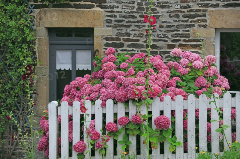 Hortensia massif en fleur, Manche