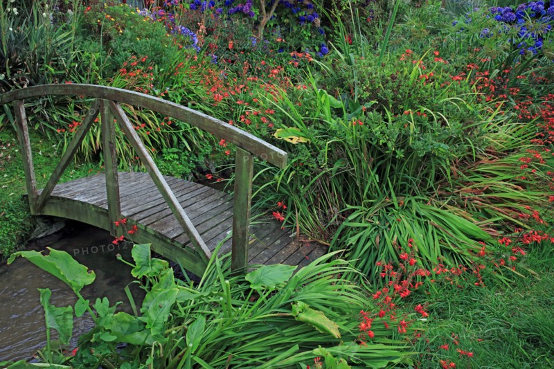 Plantes dans un jardin botanique, Manche