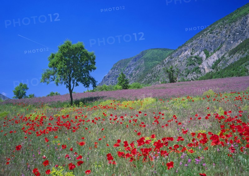 Paysage provençal, Drôme