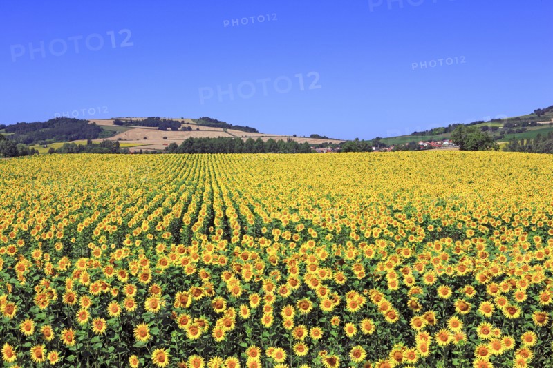 Champ de Tournesols, Puy-de-Dôme