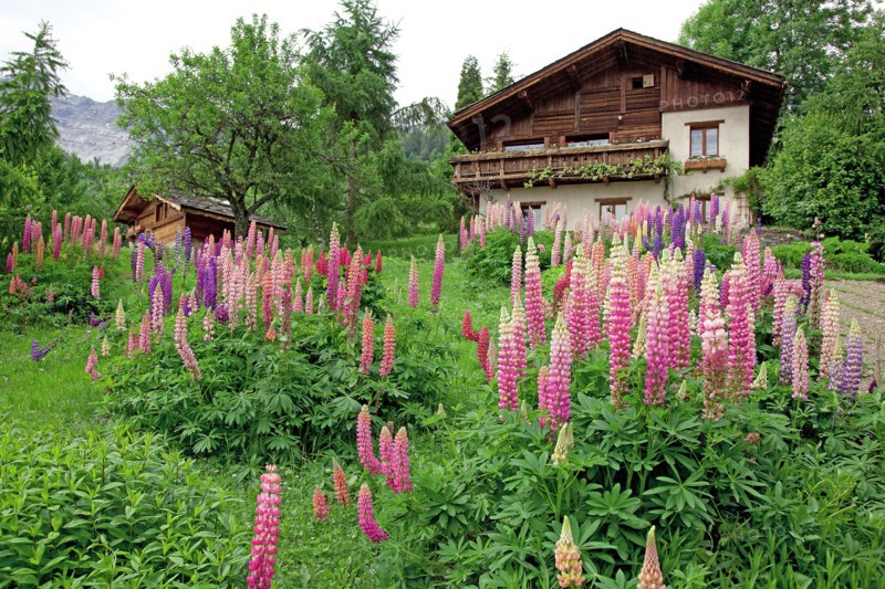 Chalet in bloom, Haute-Savoie