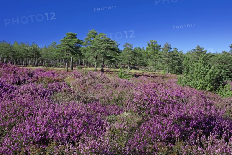 Heather in flower and pine forest on the high plateaus of the Vivarais Cévenol, Ardèche
