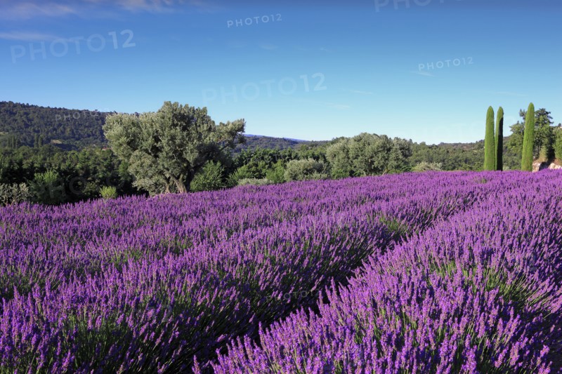 Champ de lavande, Vaucluse