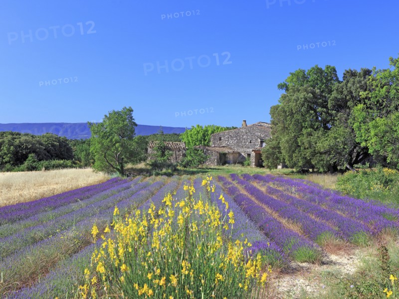 Champ de lavande, Vaucluse