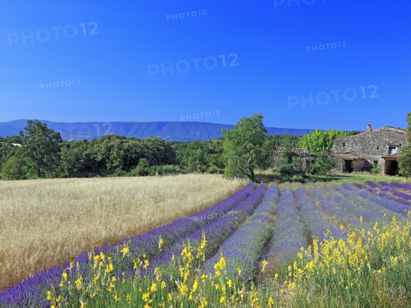 Champ de lavande, Vaucluse