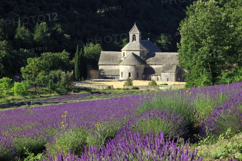 Sénanque Abbey, Vaucluse