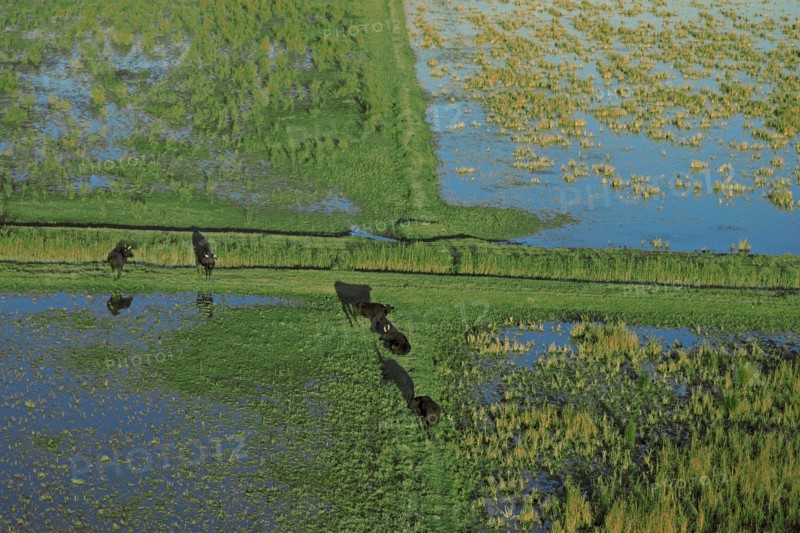 Camargue, Bouches-du-Rhône