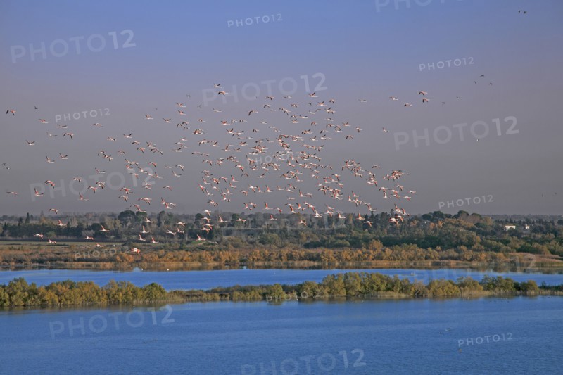 Camargue, Bouches-du-Rhône