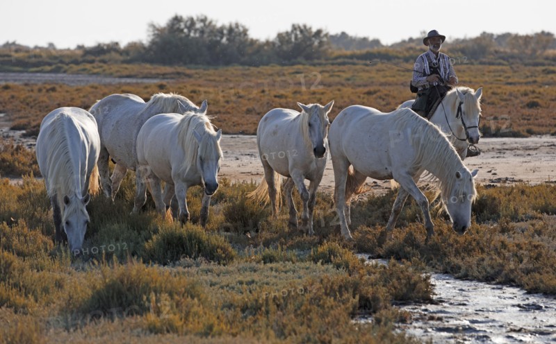 Camargue, Bouches-du-Rhône