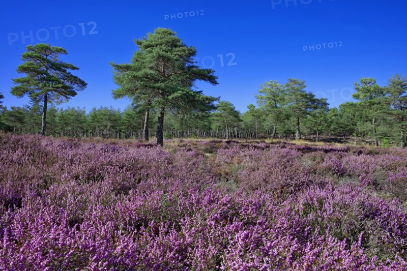 Blossoming heather and pine forest on the high plateaus of the Vivarais Cévenol, Ardèche
